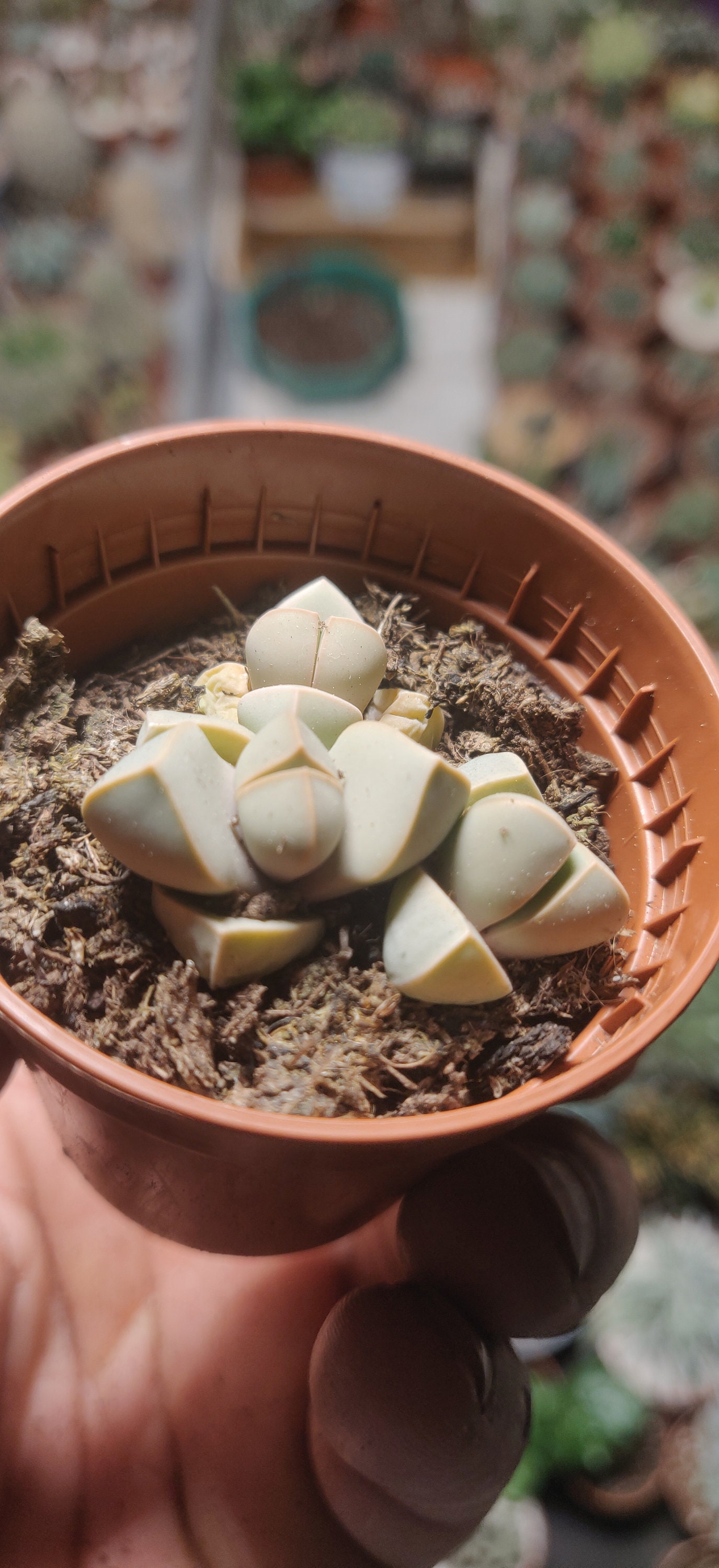 Lapidaria Margaretae