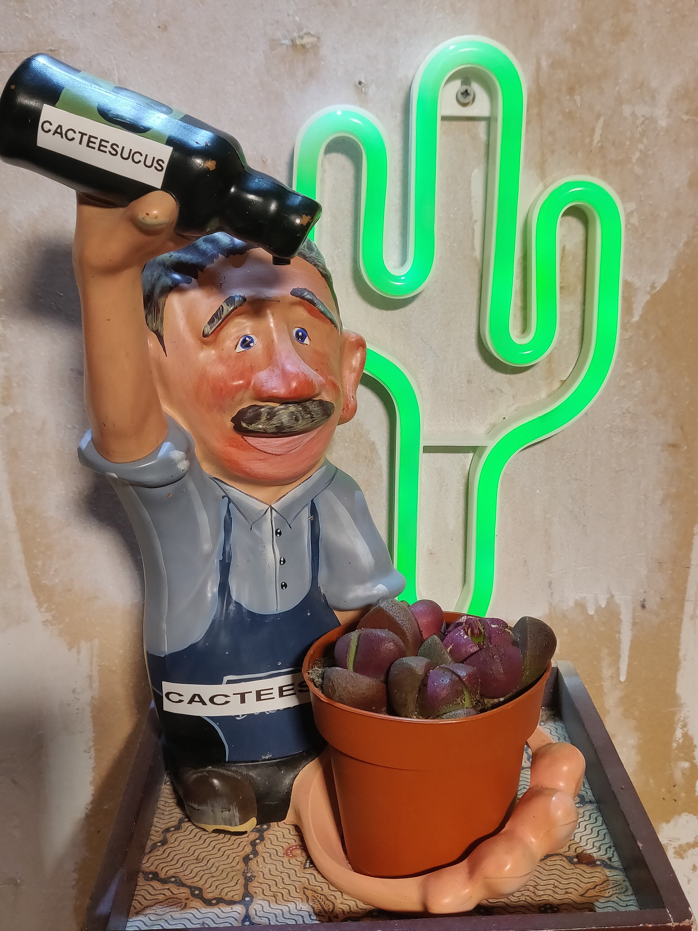 Pleiospilos Nelii Royal Flush