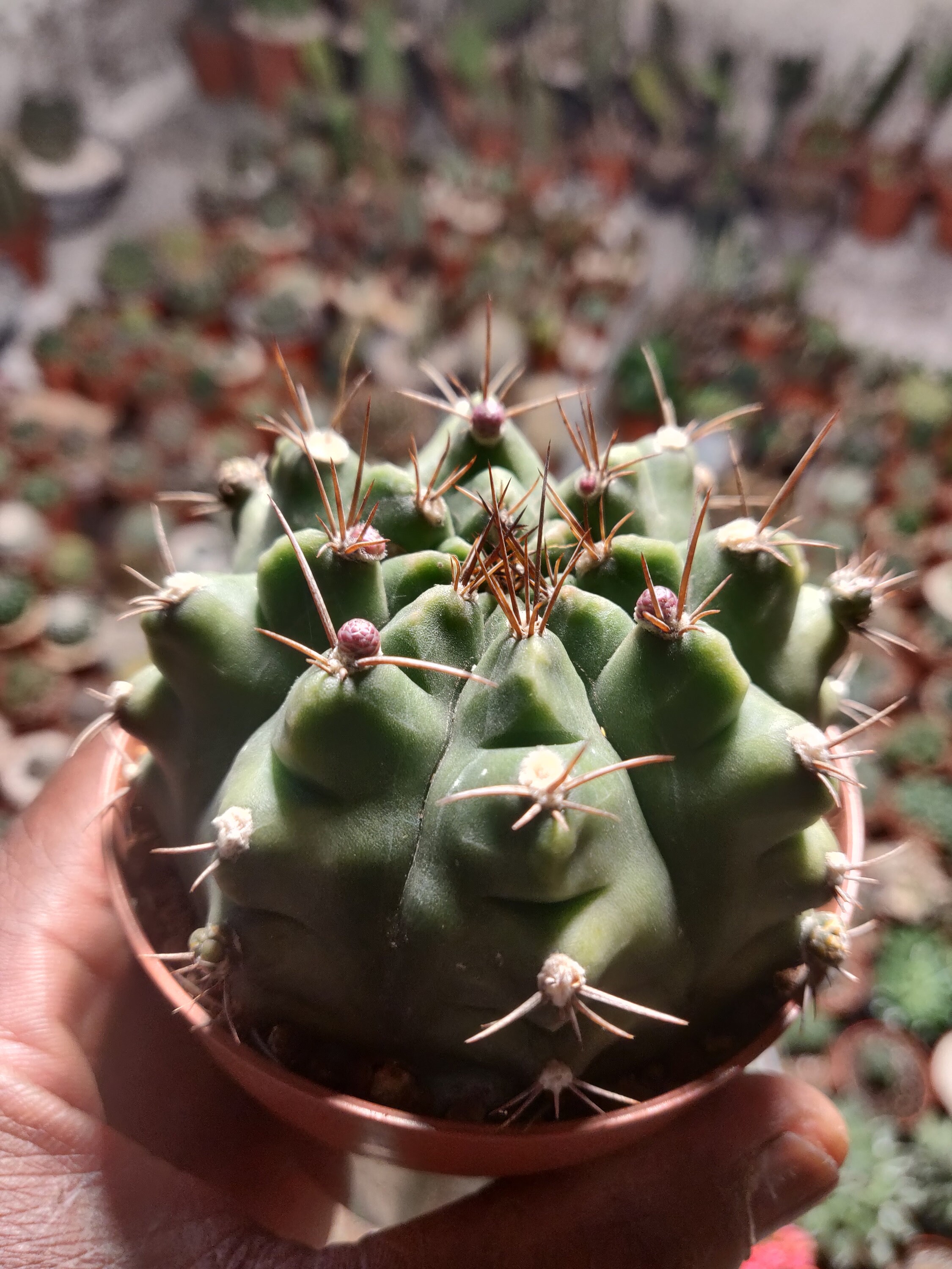 Gymnocalycium-Knolii