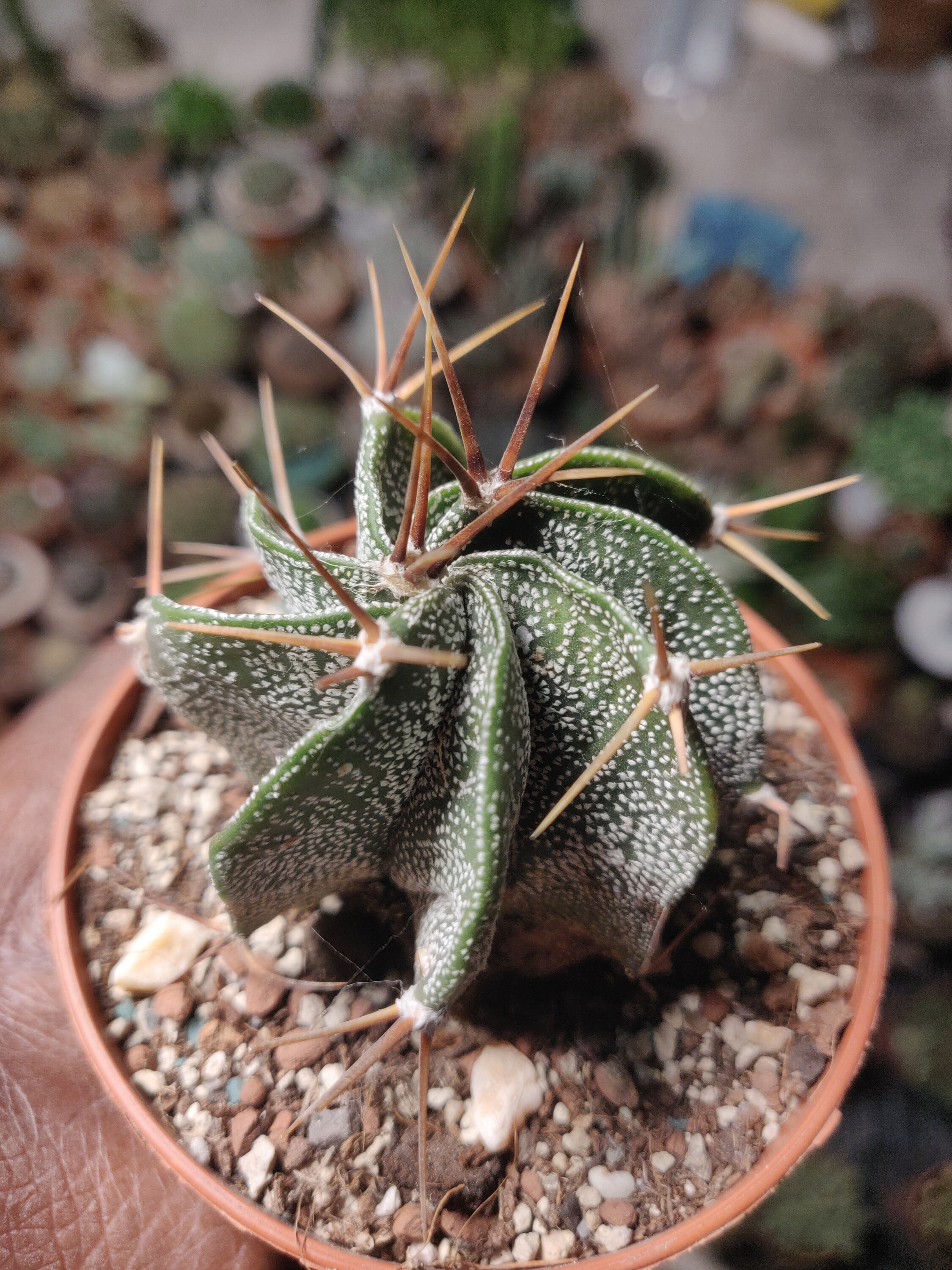 Astrophytum Hybride Curlispine