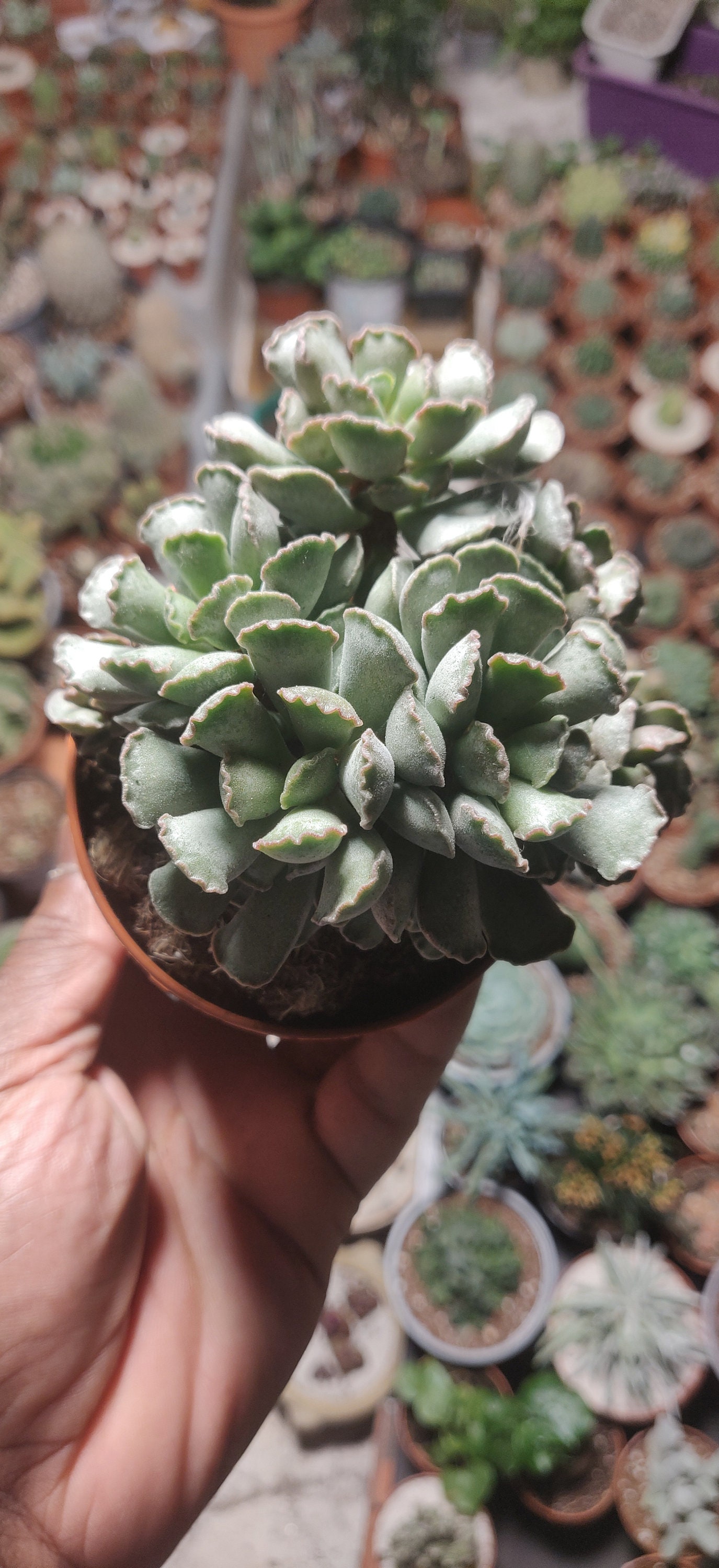 Adromischus Cristatus