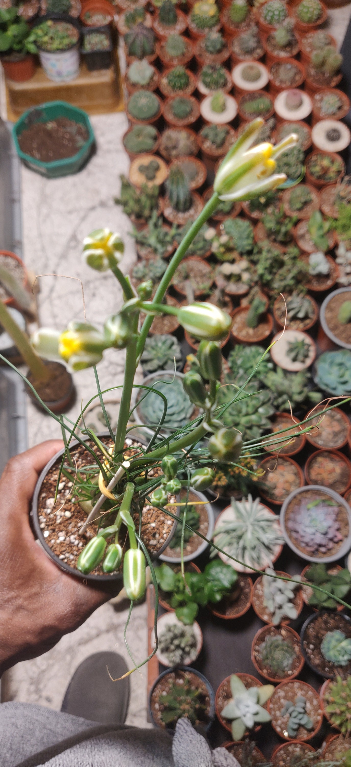 Albuca Polyphylla