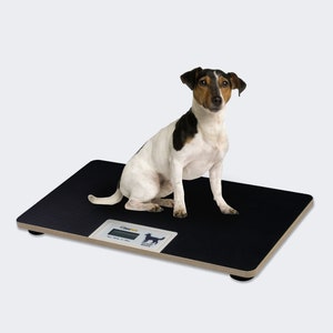 Puede incluir: Una báscula digital negra para mascotas con un icono de perro blanco en la pantalla. Un perro Jack Russell Terrier blanco y negro está sentado en la báscula.