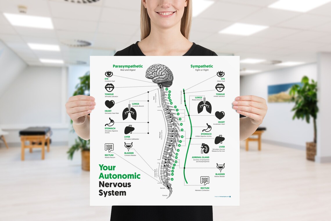 Autonomic Nervous System Poster Printed Etsy