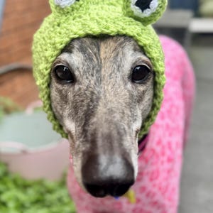 May include: A dog wearing a lime green crocheted frog hat with white and black eye details. The dog is also wearing a pink onesie with a white pattern. The dog has a grey and brown coat.