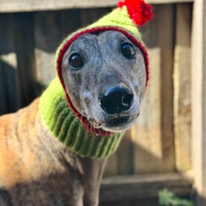 May include: A greyhound dog wearing a green and red knitted hat with a red pom-pom on top.