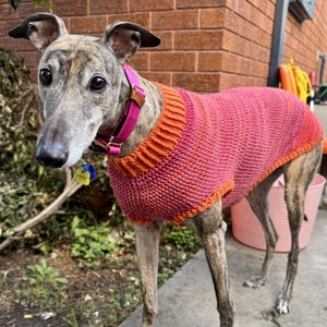 May include: A brindle greyhound dog wearing a pink and orange knitted sweater and a pink collar. The dog is standing on a concrete surface in front of a brick wall and some greenery. The dog is looking directly at the camera.