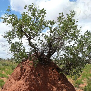 Pure Sandalwood Powder Santalum Spicatum Sustainably Harvested From Western Australia and Imported to the USA image 7