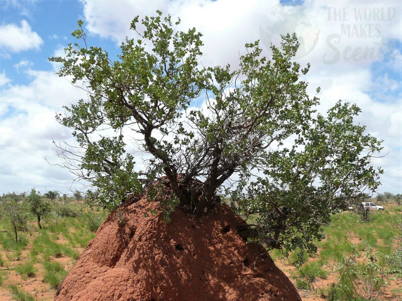Pure Sandalwood Powder Santalum Spicatum Sustainably Harvested From Western Australia and Imported to the USA image 7