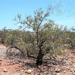 Pure Sandalwood Powder Santalum Spicatum Sustainably Harvested From Western Australia and Imported to the USA image 8