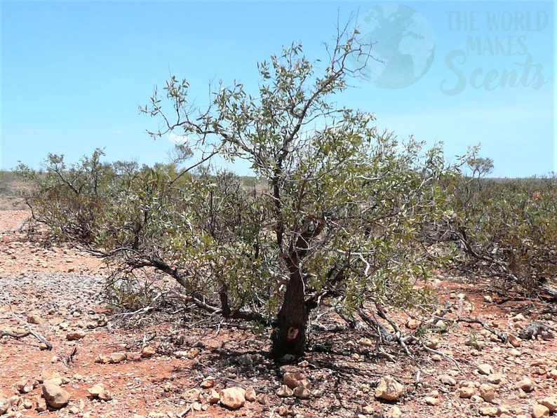 Pure Sandalwood Powder Santalum Spicatum Sustainably Harvested From Western Australia and Imported to the USA image 8