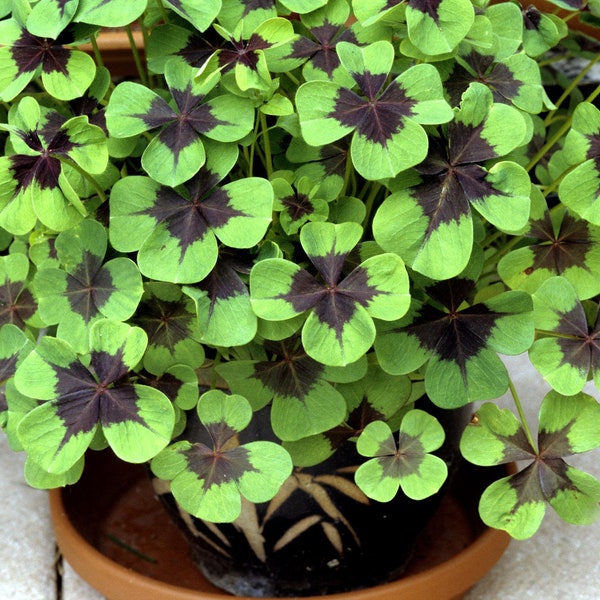 Lucky shamrock! Oxalis Iron Cross Bulbs Lush Green Mounds w/ Purple foliage producing pink flowers Plant indoors or gardens Easy perennial