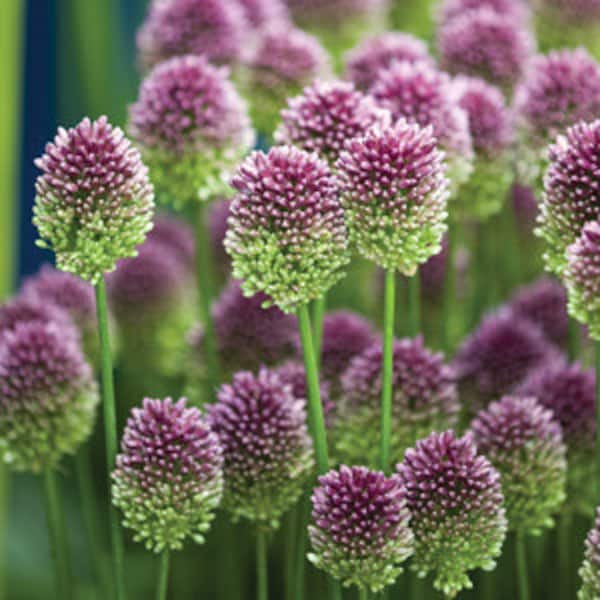 Wine red and green ornamental drumstick onion