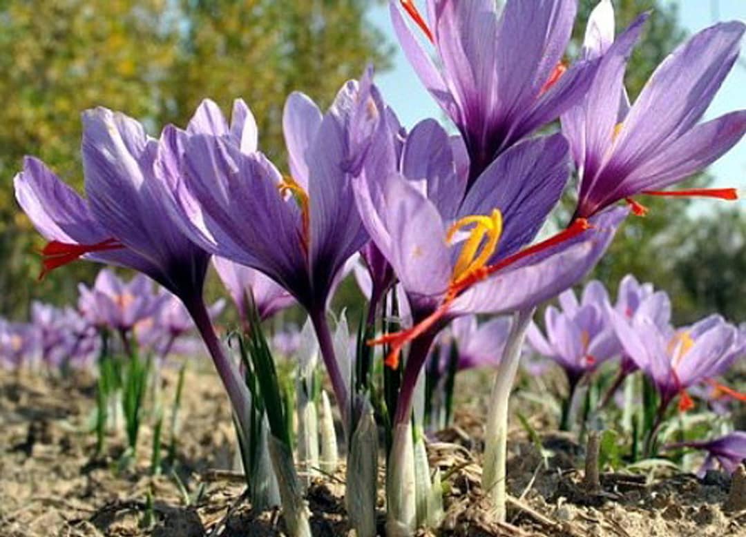 Saffron Crocus Bulbs Harvest Your Own KING'S SPICE Easy to Grow crocus Sativus Fragrant Blooming