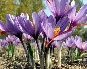 Saffron Crocus Bulbs! Harvest your own KING'S SPICE Easy to Grow (Crocus Sativus) Fragrant Fall Blooming Perennial Hardy Zones 4-8