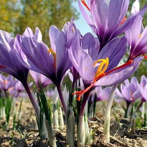 Saffron Crocus Bulbs Harvest Your Own KING'S SPICE Easy Etsy