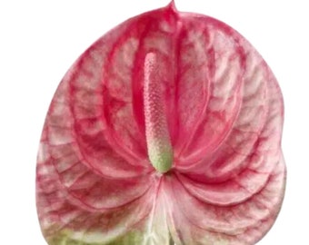 Anthurium Artificial Flowers Real Touch Flowers for Exotic Plants for Home Decor Party Decor