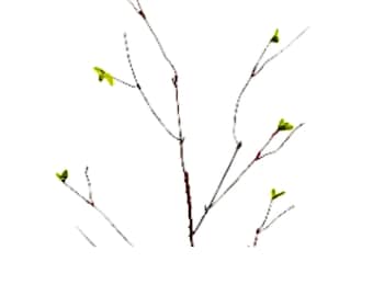 May include: A close-up of a tree branch with several thin, dark brown stems. Small, bright green leaves are sprouting from the ends of the branches, set against a white background. The image captures the delicate details of new growth.