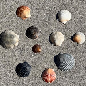 May include: A collection of seashells in various colors, including white, orange, brown, and gray, arranged on a textured, light gray surface. The shells vary in size and shape, showcasing natural coastal elements.