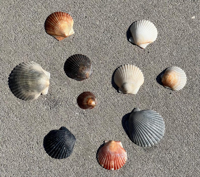 May include: A collection of seashells in various colors, including white, orange, brown, and gray, arranged on a textured, light gray surface. The shells vary in size and shape, showcasing natural coastal elements.