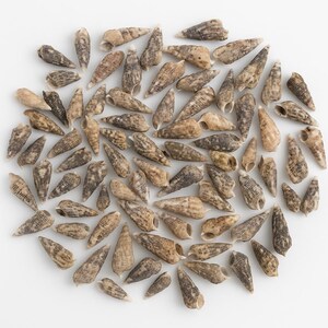 May include: A collection of small, cone-shaped seashells in various shades of brown and tan, scattered on a white surface. The shells have textured surfaces and intricate patterns, with open ends revealing the inner structure. The shells vary in size and are arranged in a random pattern.