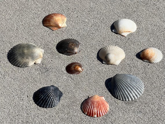 Coastal Scallop Seashell Collection – Mixed Natural Shells - 10 Pieces