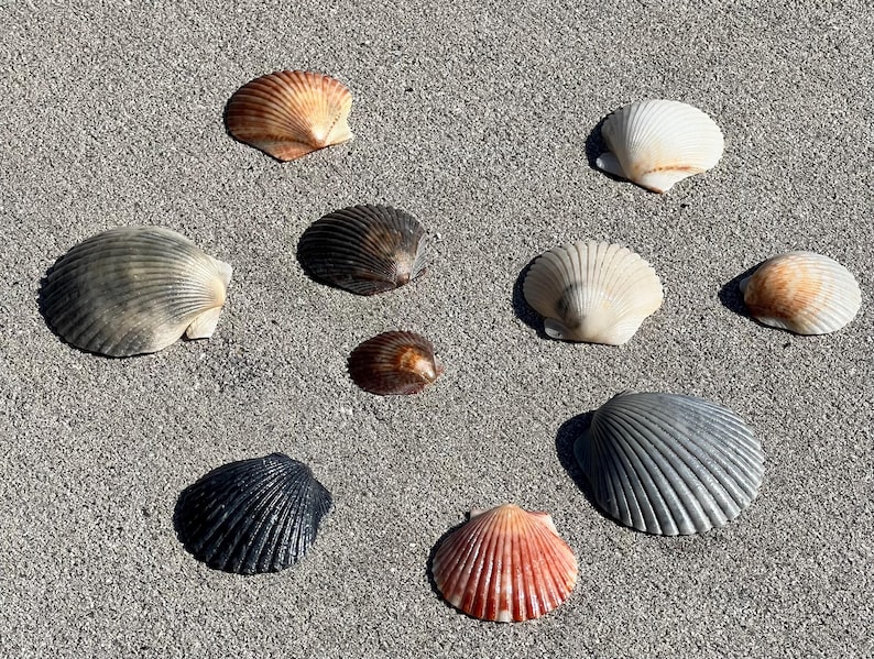 May include: A collection of various seashells in shades of white, brown, black, and orange, arranged on a textured, gray surface. The shells vary in size and shape, showcasing natural patterns and textures.