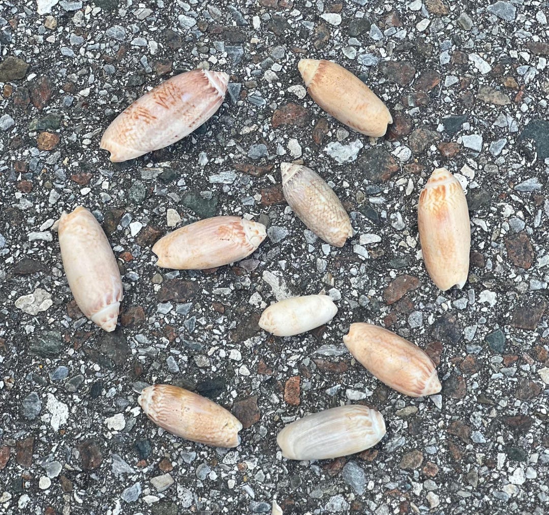 10 Lettered Olive Shells – Authentic Florida Gulf Coast Collection ...