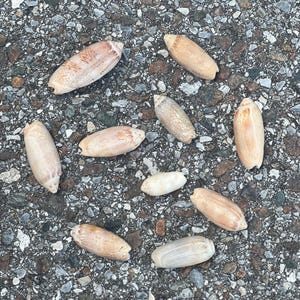 May include: A collection of seashells scattered on a textured, gray surface. The shells vary in size and color, with shades of tan, cream, and brown. Some shells have visible patterns, while others are smooth. The arrangement suggests a natural, beach-themed setting.