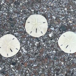 May include: Three white sand dollars with star-like patterns and black markings are arranged on a textured, gray and brown surface. The sand dollars are circular and have a delicate, porous texture.