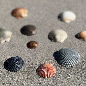 May include: An assortment of seashells in various colors, including black, gray, orange, and cream, are scattered on a sandy surface. The shells vary in size and shape, with some displaying ribbed textures. The image captures a natural, beachy aesthetic.