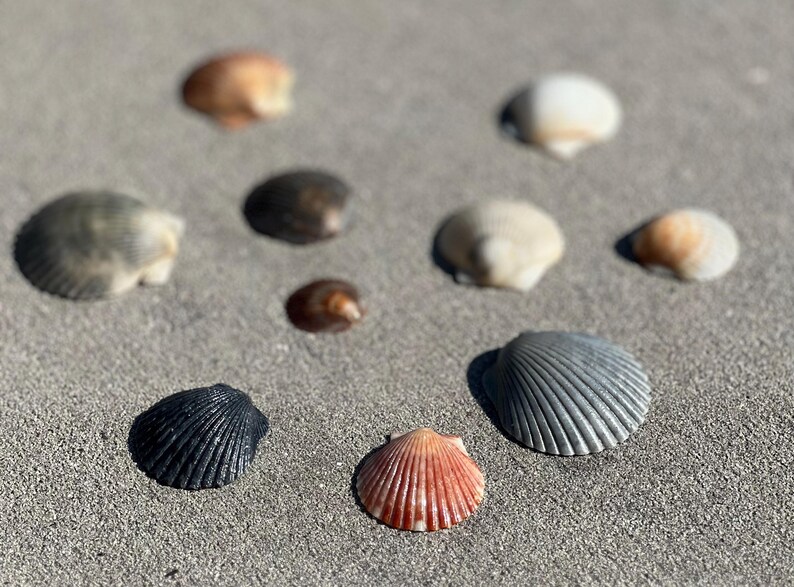 May include: An assortment of seashells in various colors, including black, gray, orange, and cream, are scattered on a sandy surface. The shells vary in size and shape, with some displaying ribbed textures. The image captures a natural, beachy aesthetic.