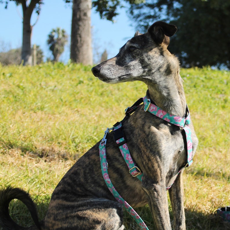 Comfortable Dog Harness Y Shape Harness H Harness for Small Etsy