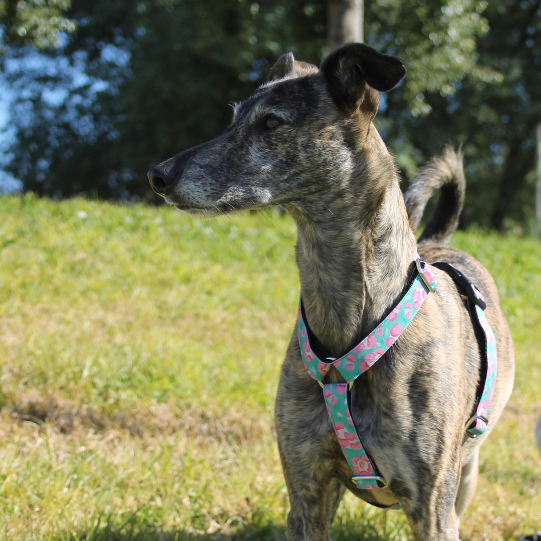 Comfortable Dog Harness, Y Shape Harness, H Harness for Small or Large