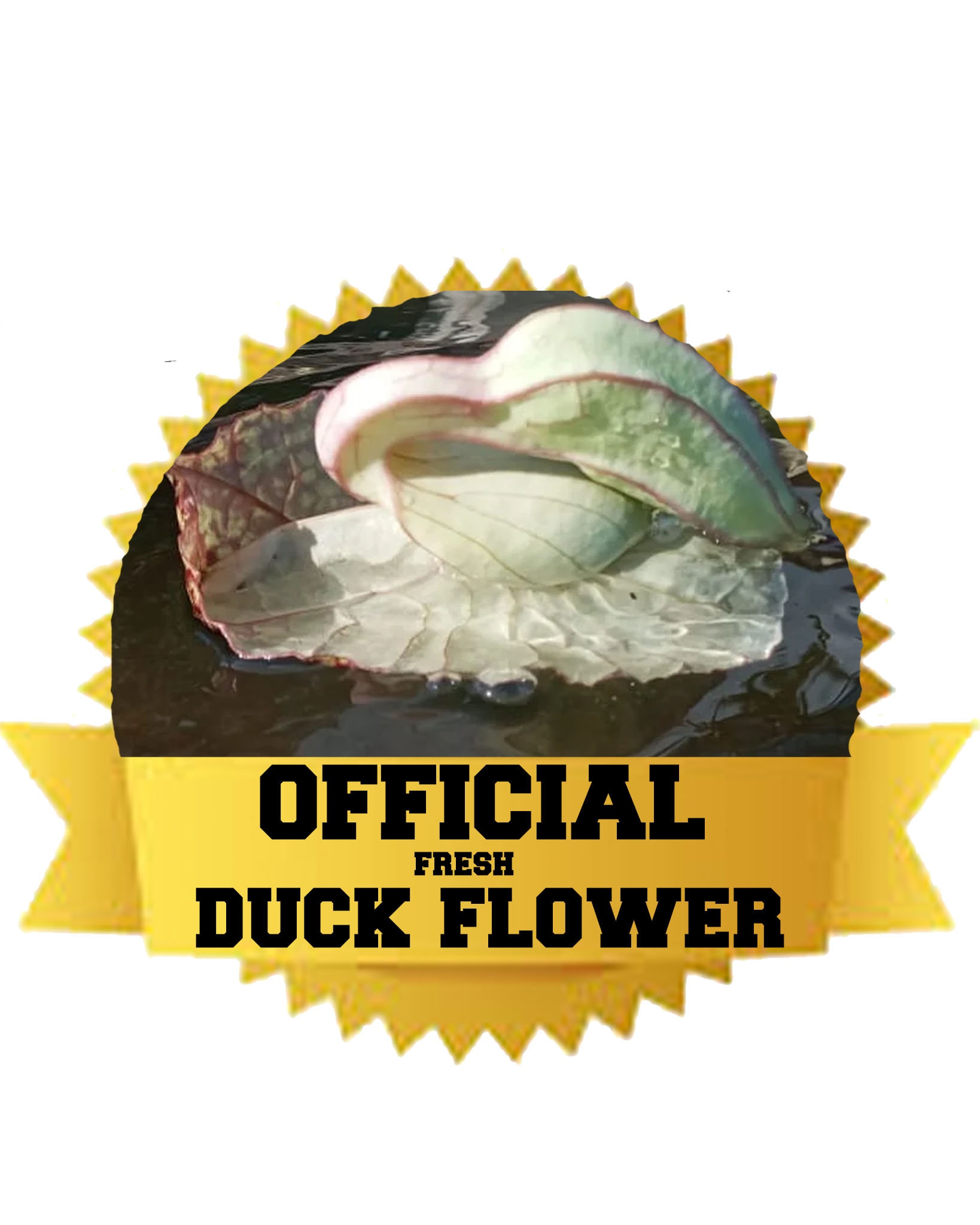 Duck Flower - EndLocalHunger - Photography, Flowers, Plants