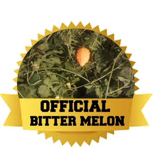 Puede incluir: Un primer plano de un melón amargo creciendo en una vid. El melón es de color naranja claro y está rodeado de hojas verdes. La imagen está enmarcada por una estrella dorada con el texto "OFFICIAL BITTER MELON" en una cinta amarilla.