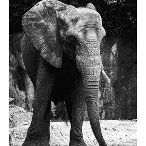 Black and White Elephant Photo Print