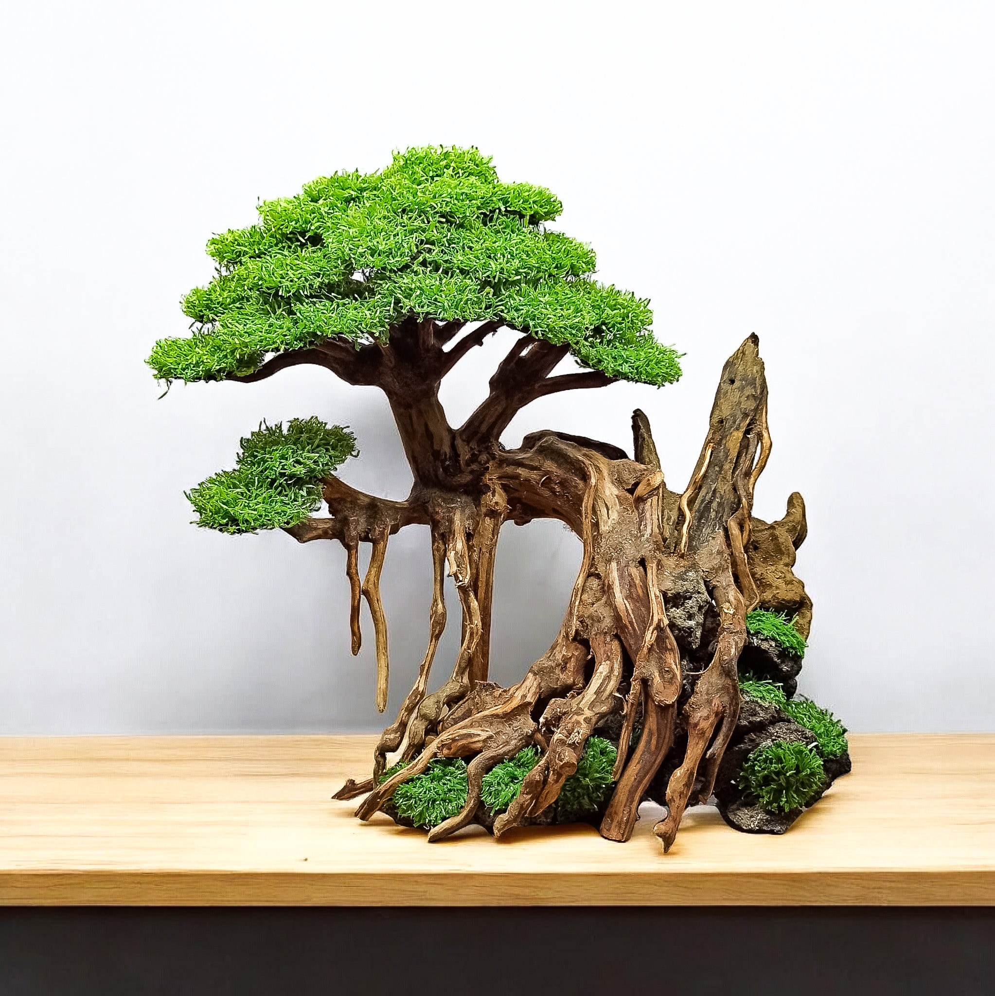 ou acheter bonsai Assortiment Exquis de Bonsaïs avec Pot Céramique - Arbres Miniatures
