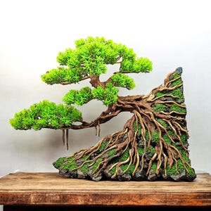 May include: A bonsai tree with green leaves and a thick, gnarled trunk, growing out of a rocky base covered in moss.