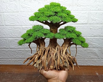 Bonsai tree aquarium, bonsai driftwood, fish tank decoration, aquarium aquascape, bonsai driftwood artificial moss, aquarium decoration
