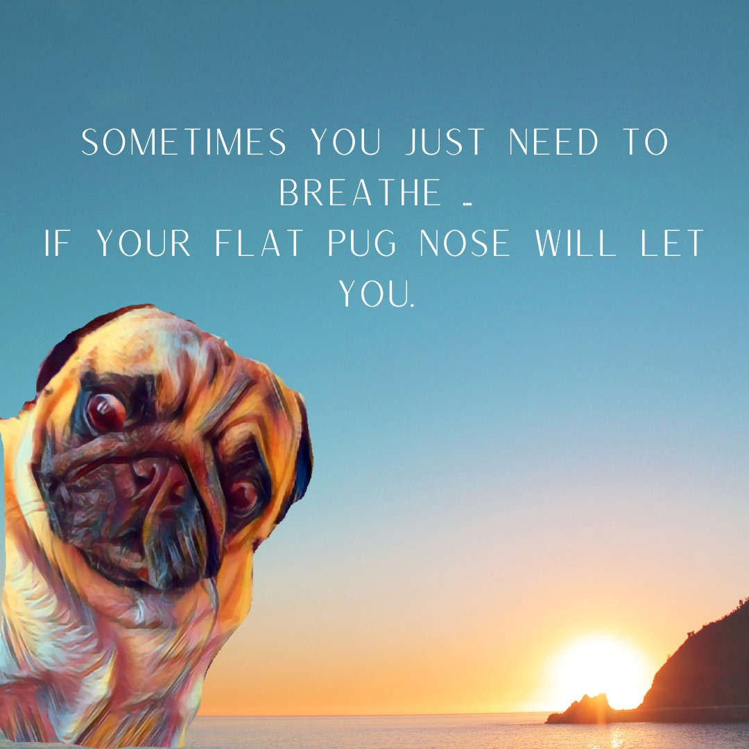 Funny and Inspirational Pug Quotes - Etsy UK