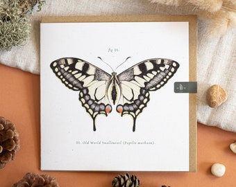 Schwalbenschwanz-Schmetterling-Naturgeschichte-Grußkarte (leer)
