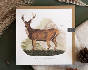 Red Deer Natural History Greetings Card (Blank)