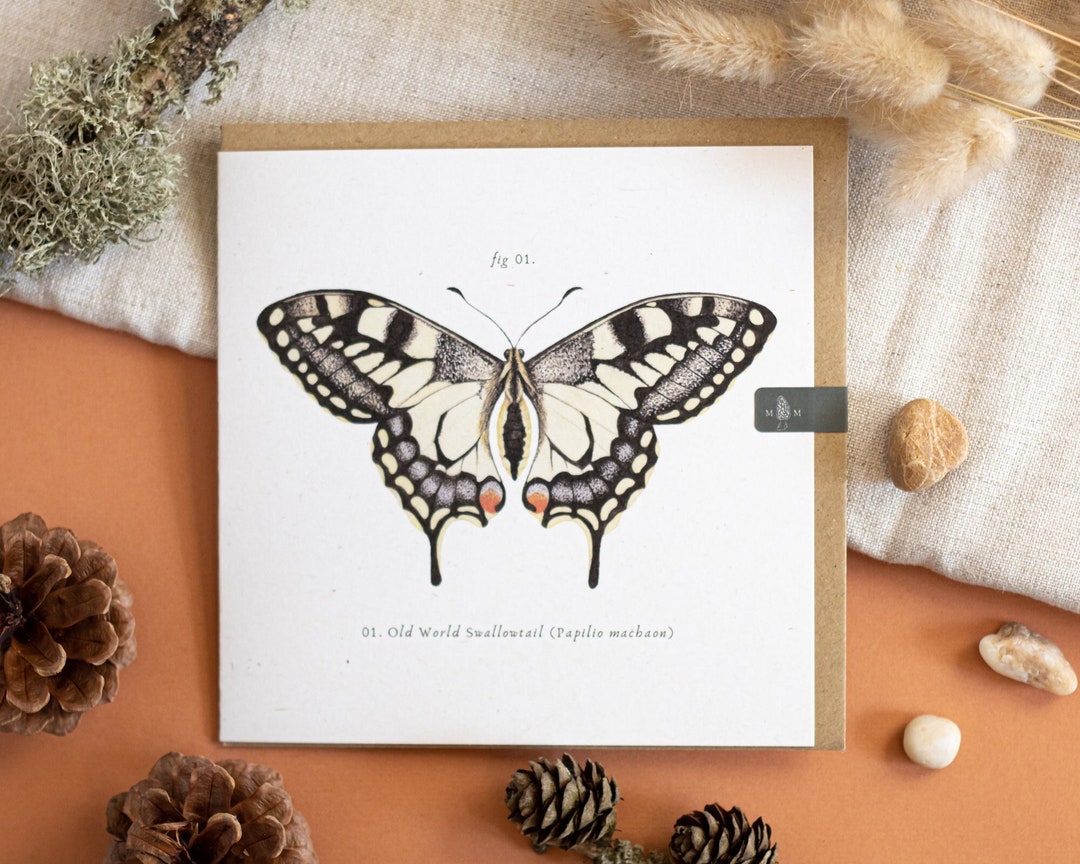 Swallowtail Butterfly Natural History Greetings Card (blank) - Etsy