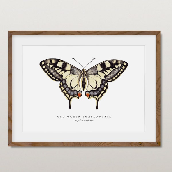 Old World Swallowtail Butterfly, A5 Giclée Fine Art Print