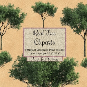 Real Peach Leaf willow Tree Cliparts, diseño de árbol png, superposiciones de árbol de aspecto realista, fondo transparente de árbol de primavera, render de photoshop png
