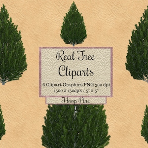 Real Hoop Pine Tree Cliparts, Realistische Baum Overlays png, Frühling Baum Overlays png, Winter Weihnachten transparent Hintergrund, Natur holz