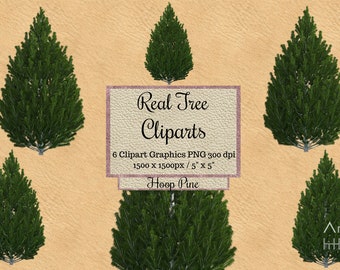 Real Hoop Pine Tree Cliparts, Realistic tree overlays png, spring Tree overlays png, winter christmas transparent background, Natural wood