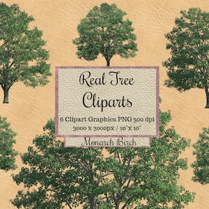 Real Tree Cliparts png, Realistischer Baum Monarch Birke Overlay transparenter Hintergrund, Landschaft Layout, Gartenbaum, Elemente für Photoshop