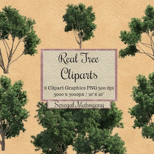 Real Tree Cliparts, Senegal superposición de árbol de caoba png, fondo transparente Árbol de aspecto realista, paisaje para photoshop renders verde